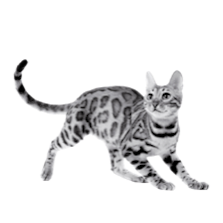 Imagen gato en blanco y negro